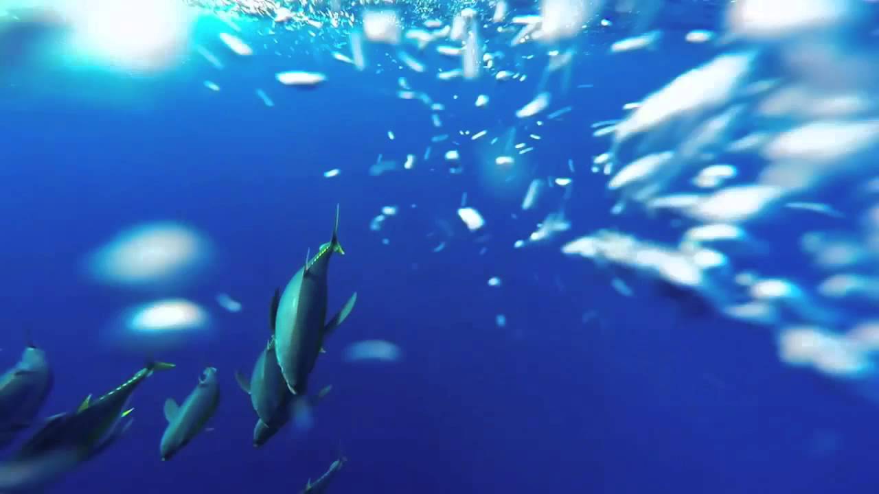 Blue Marlin & Yellow Fin Tuna - Black River - Mauritius