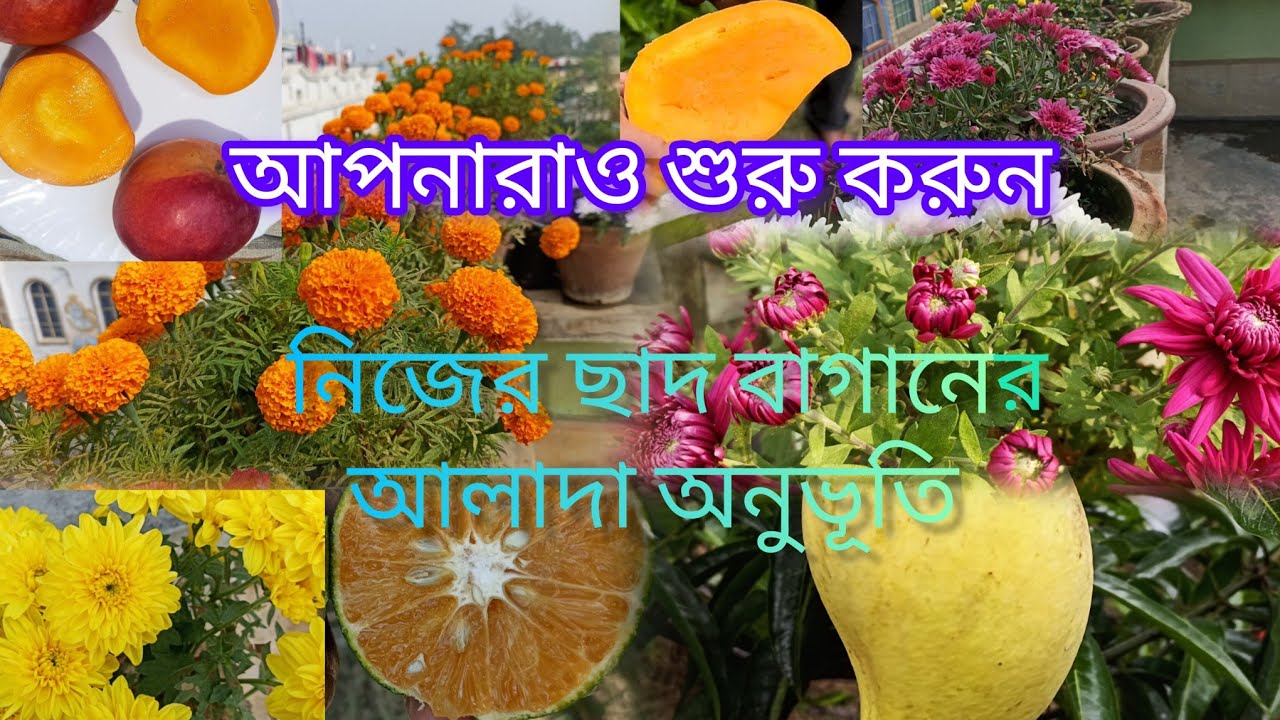 নিজের ছাদ বাগানের আলাদা অনুভূতি। আপনারাও শুরু করুন অবসর সময়ে।। MY ROOFTOP GARDEN// BAGANBARI