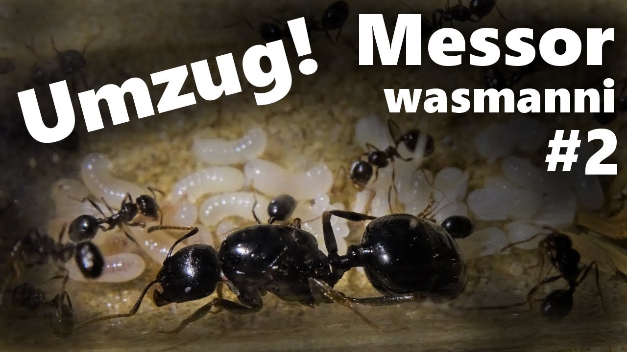 Sie ziehen in's neue SETUP! - Messor wasmanni #2
