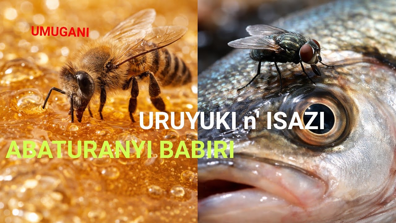 IMIGANI ya KERA: Abaturanyi babiri (Uruyuki n'Isazi)