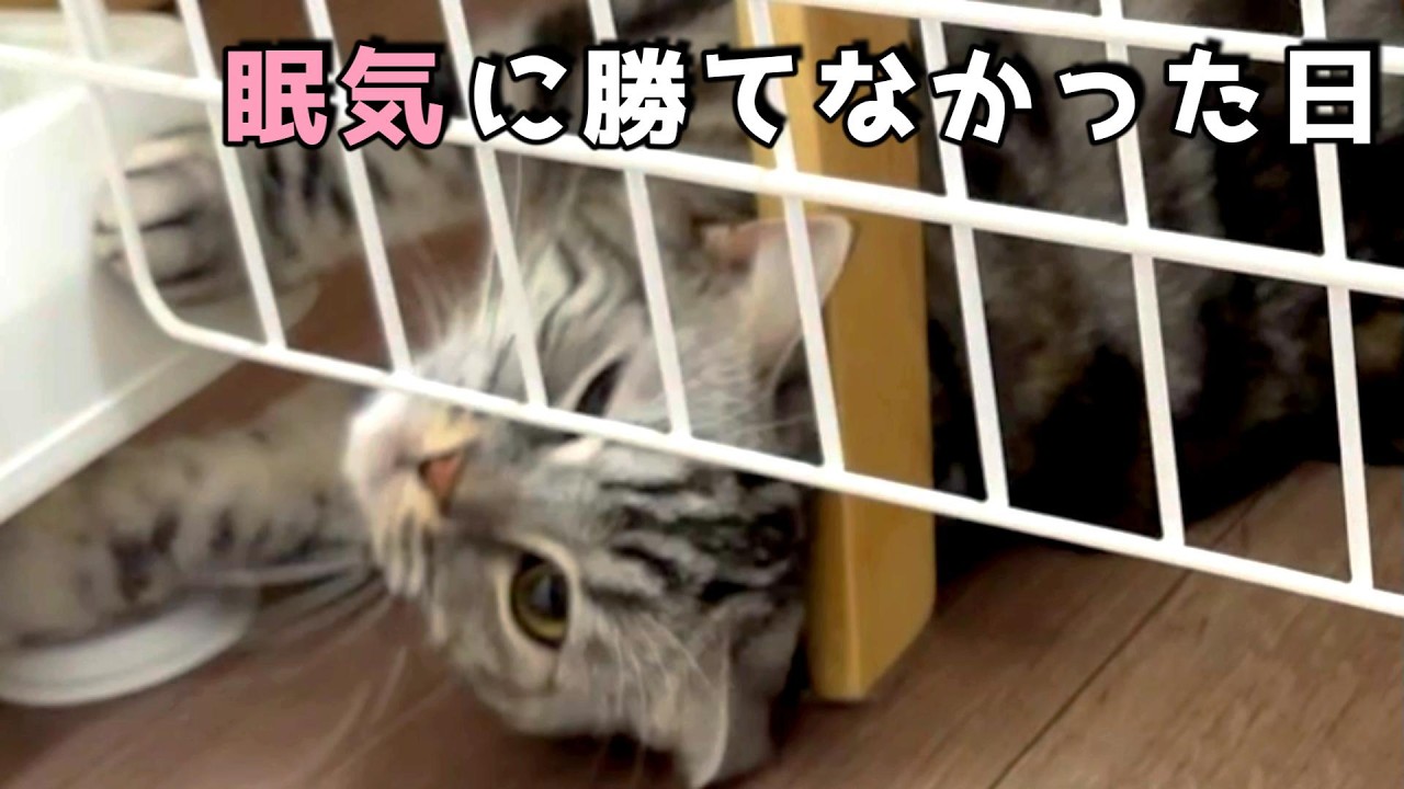 お父さんを待っていた猫の、気ままな一日