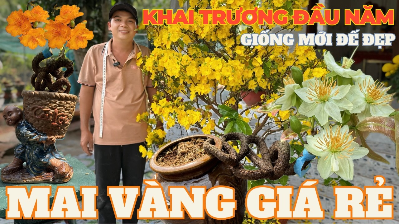 25-02 ANH LƯỢNG Giao Lưu Mai Vàng Giá Rẻ, Giảo Ông Thầy, Giảo Cam Thiên Lộc, Gió Tây Ninh, Thanh Mai