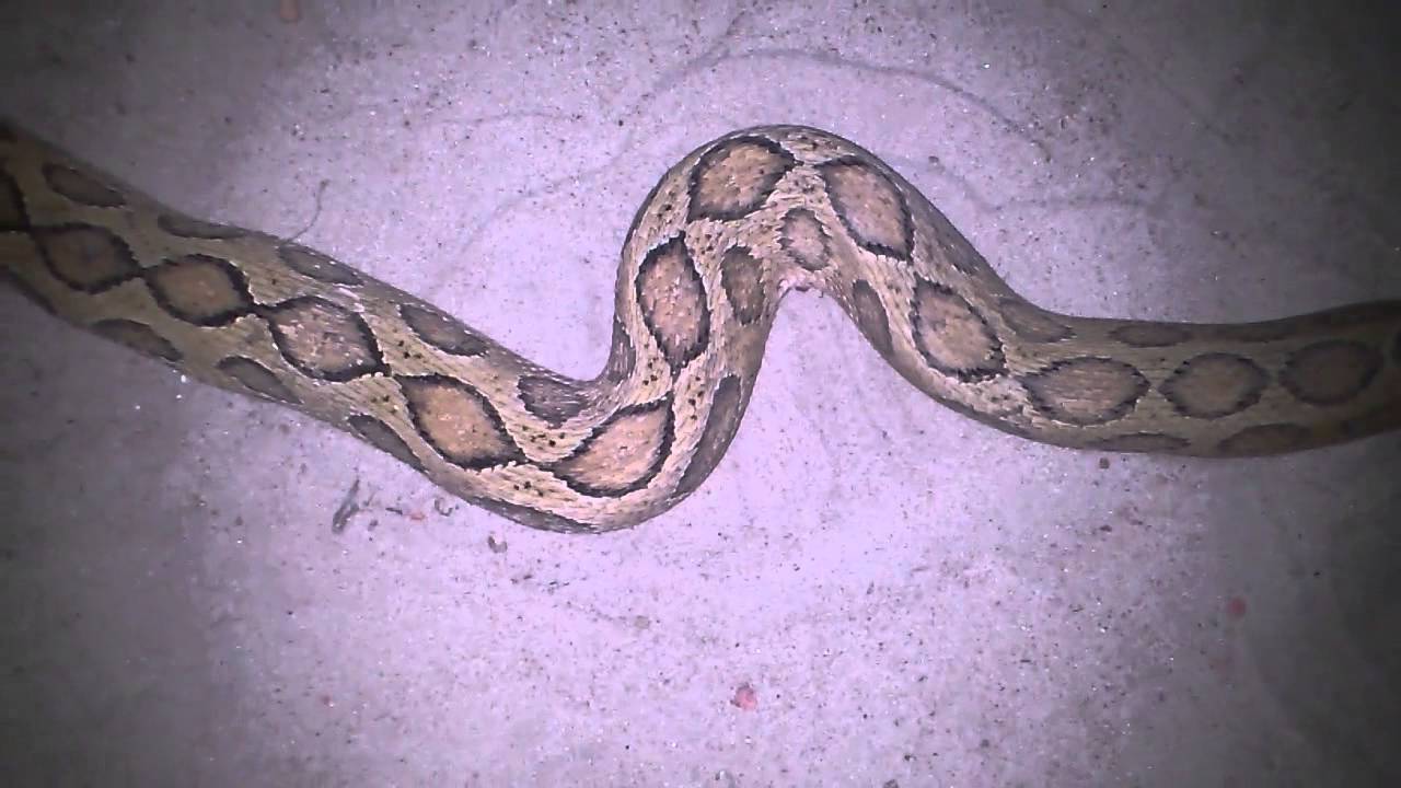 Viperidae (viper)
