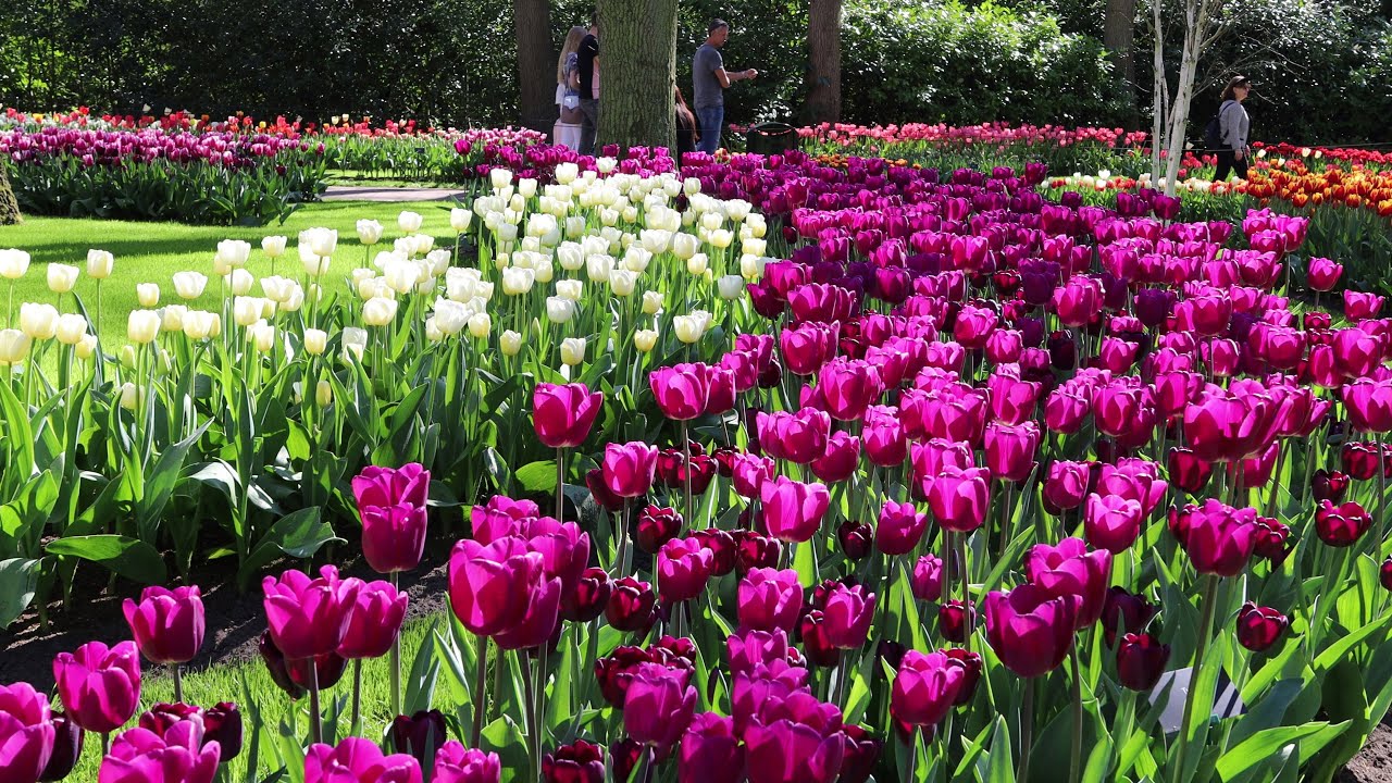 Keukenhof 2022 in full bloom - A fairytale-like garden full of color - 4K
