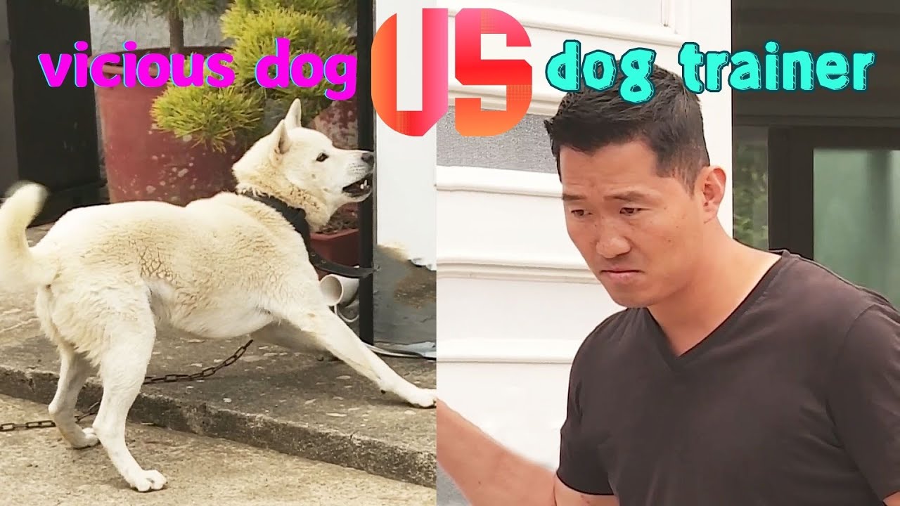 The vicious dog won't let its owner into the house, and the dog trainer confronts him domineeringly!