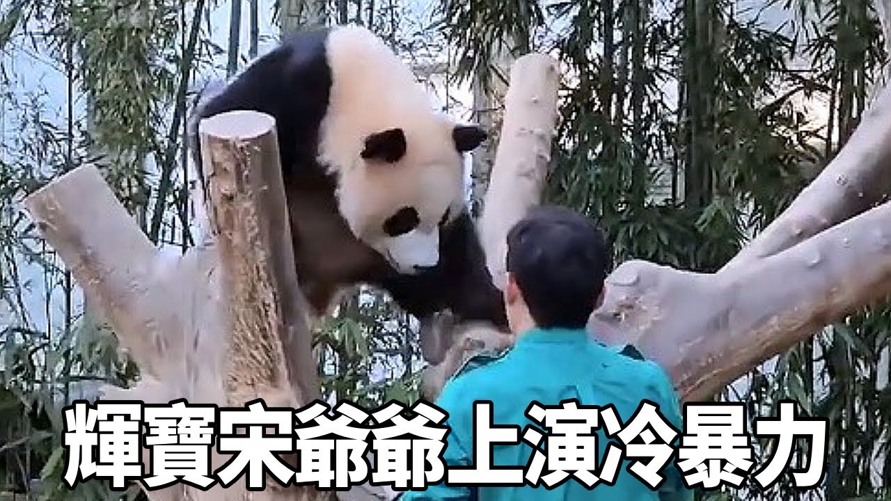 輝寶又不給宋三歲面兒了，吃了下班小蘋果還故意往高處爬，宋三歲轉頭就“冷暴力”【有趣的喵哇】