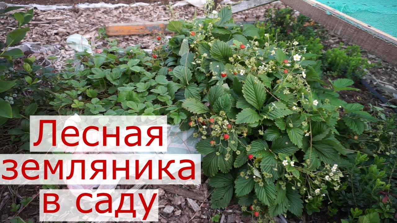 Лесная земляника в саду.