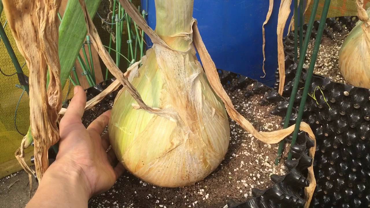 Marks Allotment Diary : Growing Giant Vegetables