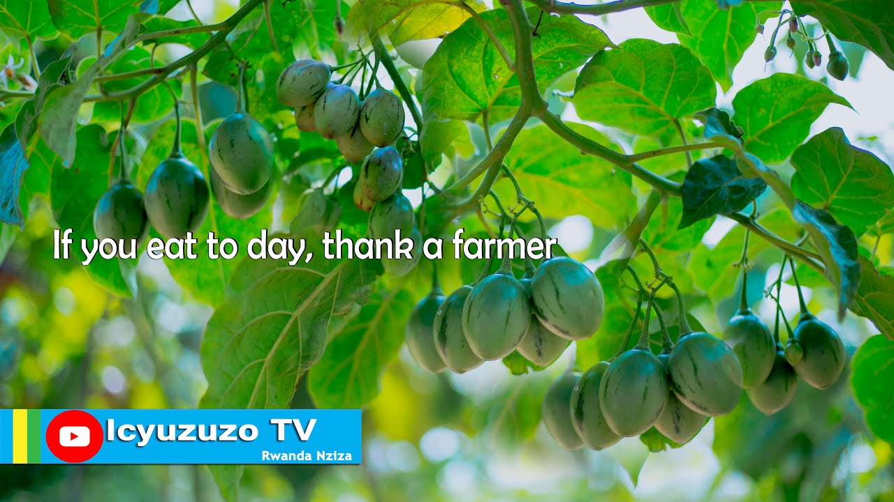 Huye| Yatangiriye kubinyomoro ibiti 250, ubu asaruraho 80Kg buri cyumweru, 1Kg/1500 Rwf. #subscribe