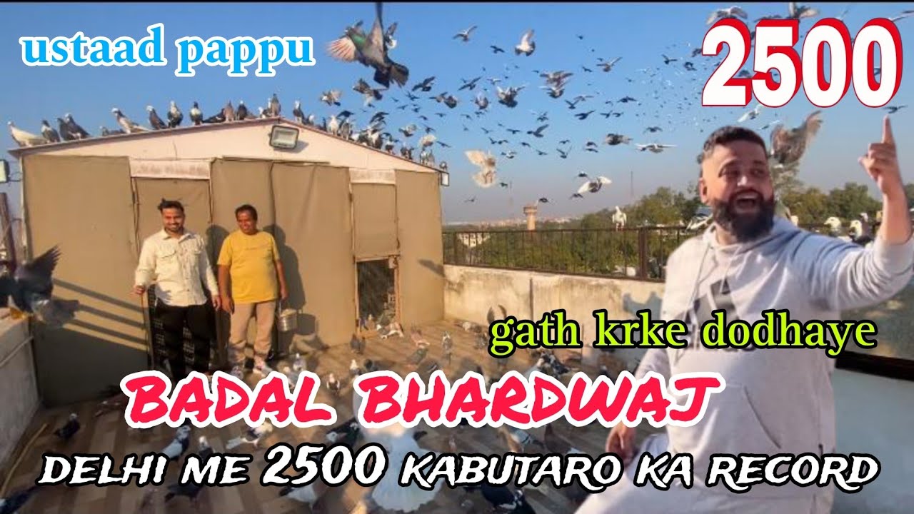 2500 kabutar badal bhai ka shok 😍 ustaad pappu ne gath krke dodhaye 😍 delhi ki kabutarbazi