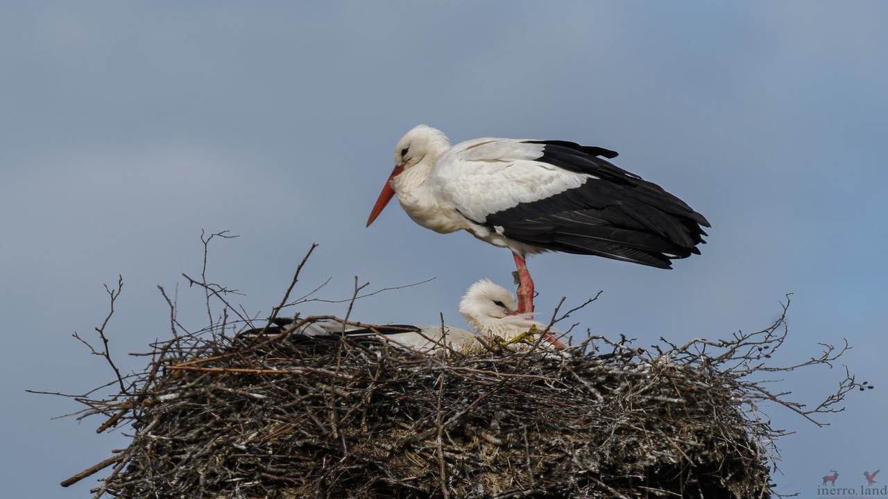 The White Stork