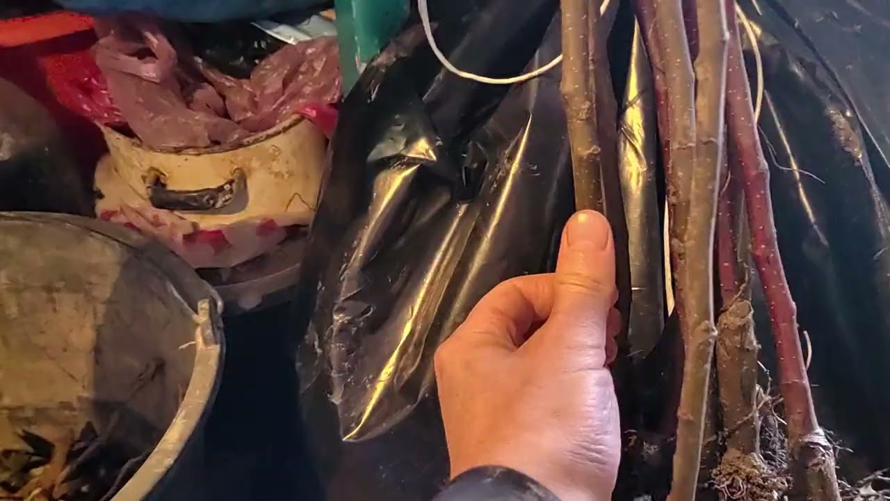 Качество Наших саженцев Деревьев