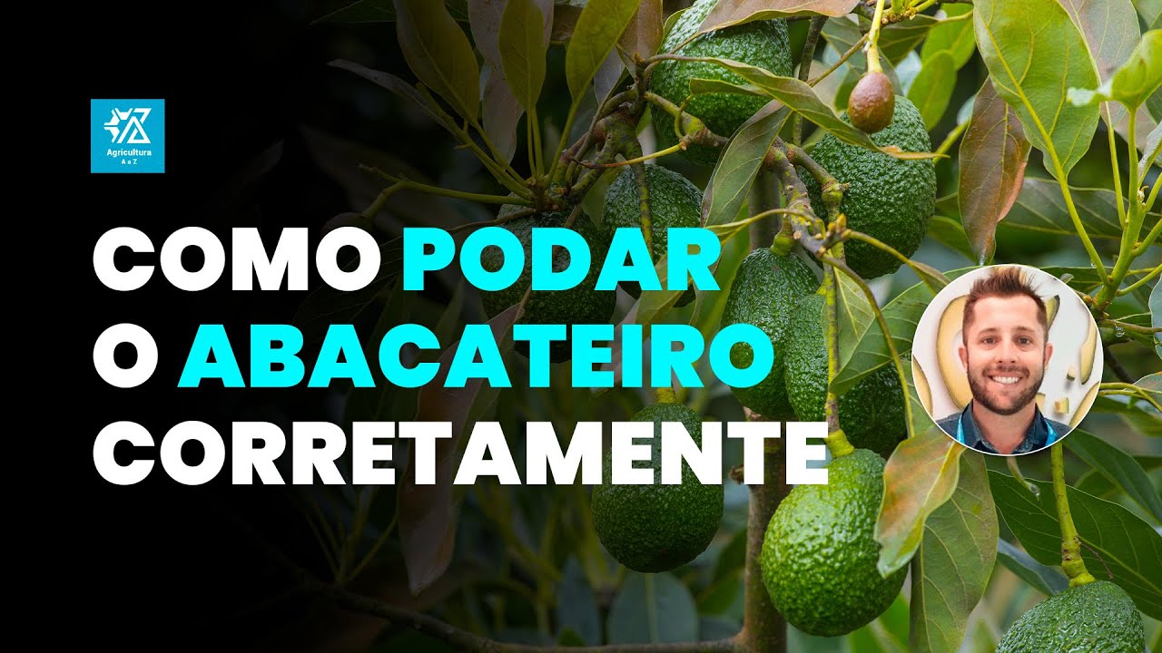 Como Realizar as Podas no Pé de Abacate e Aumentar a Produção!