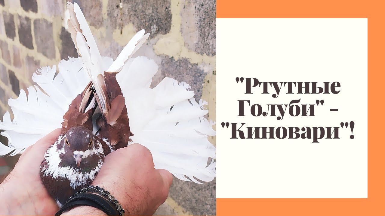 Легенда о старинной шахтерской породе голубей - Ртутных 