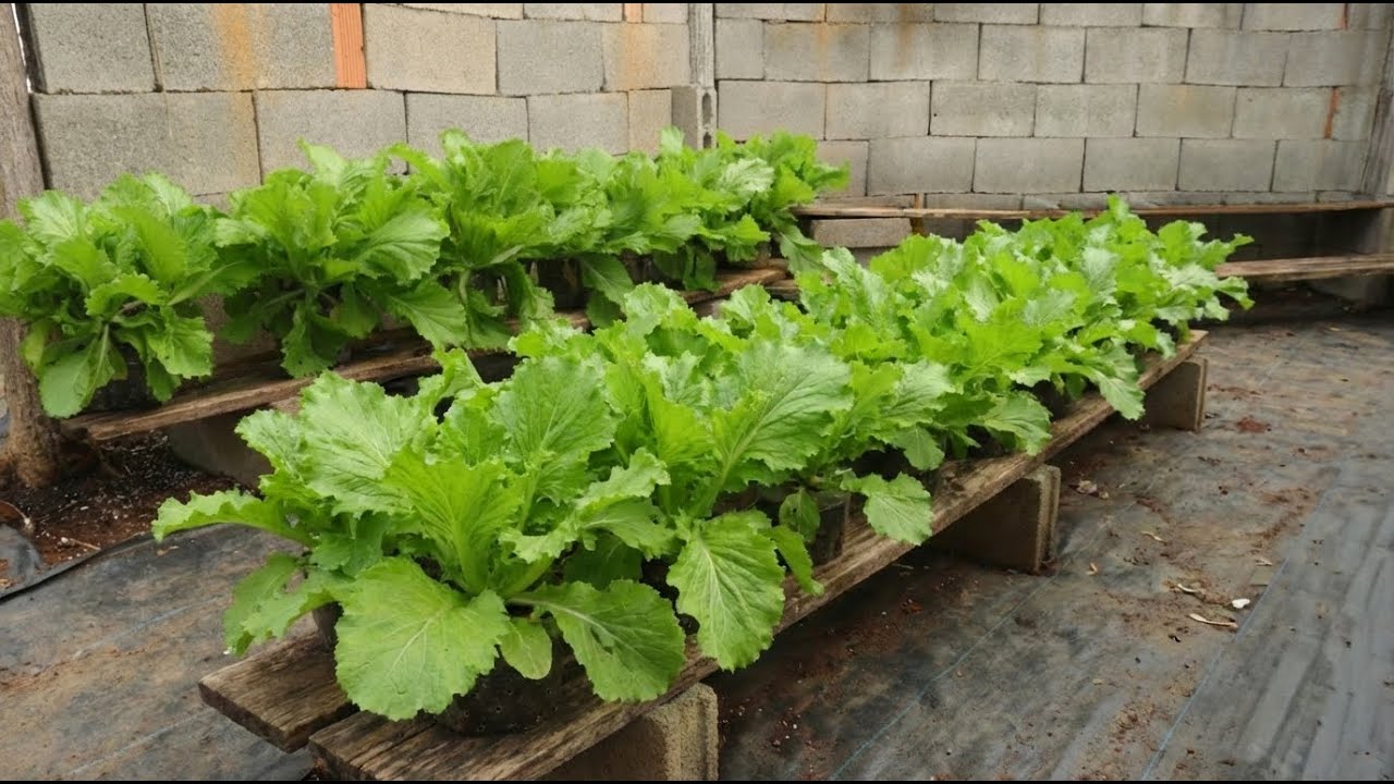 Grow with lettuce and cabbage using just one plastic bottle.