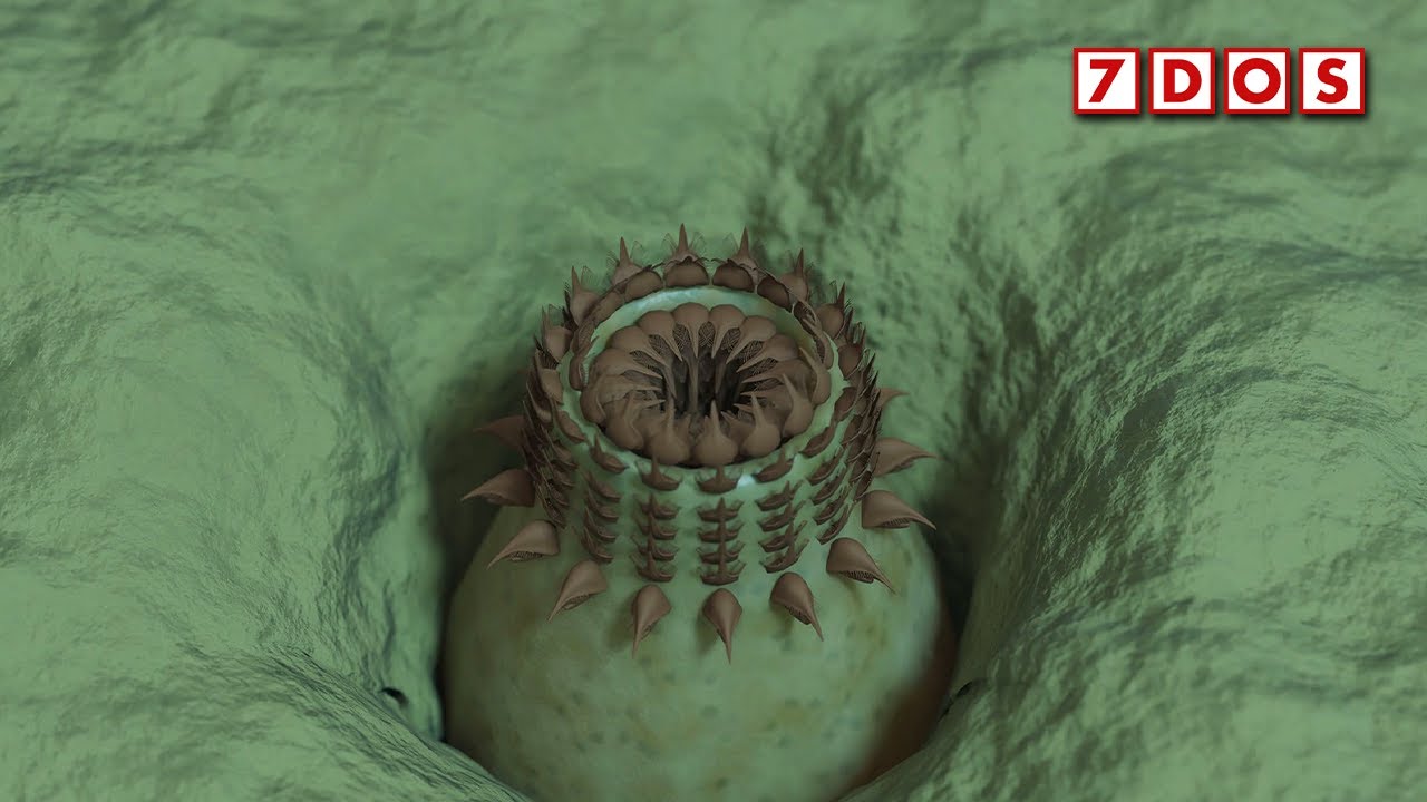 New Species of Predatory Worm Lived Half a Billion Years Ago