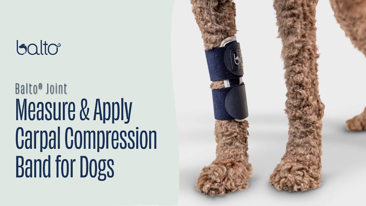 How to Measure & Apply the Balto Joint Brace | Dog Leg Support for Arthritis & Injury Recovery