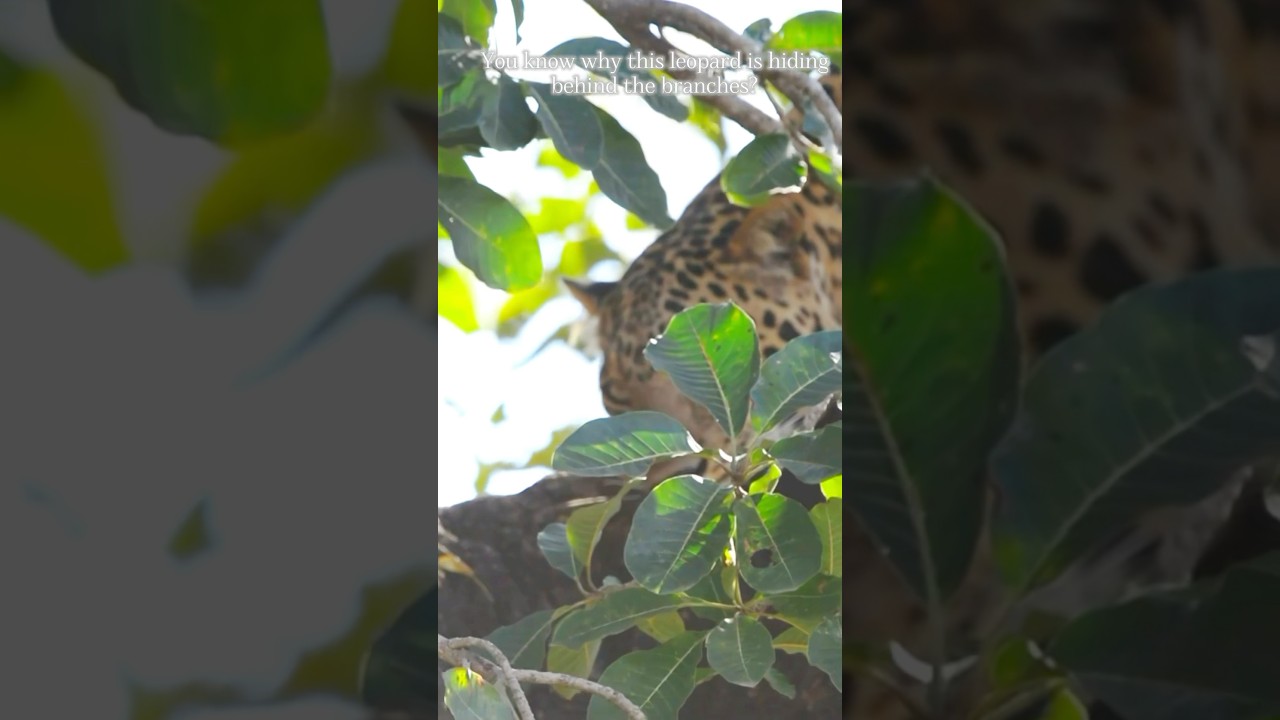 Why the leopard is hiding behind branches ? Leopard Vs Tiger #ClickATale