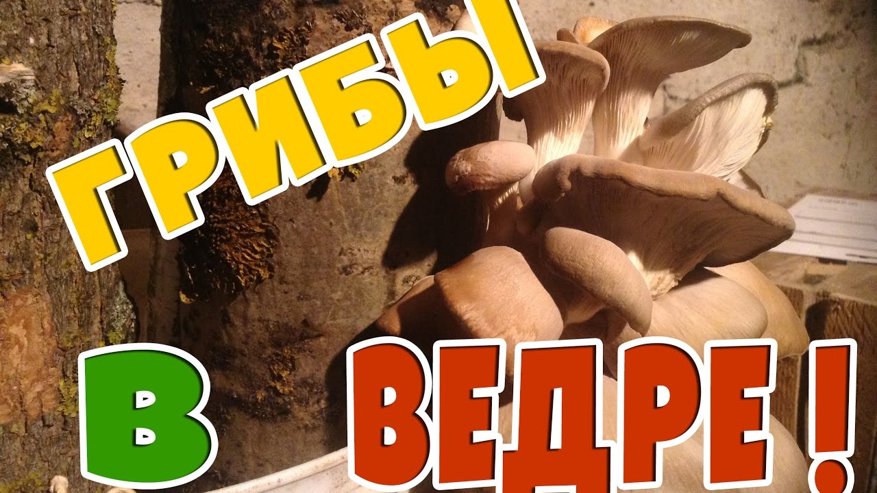 Грибы выросли в ведре!