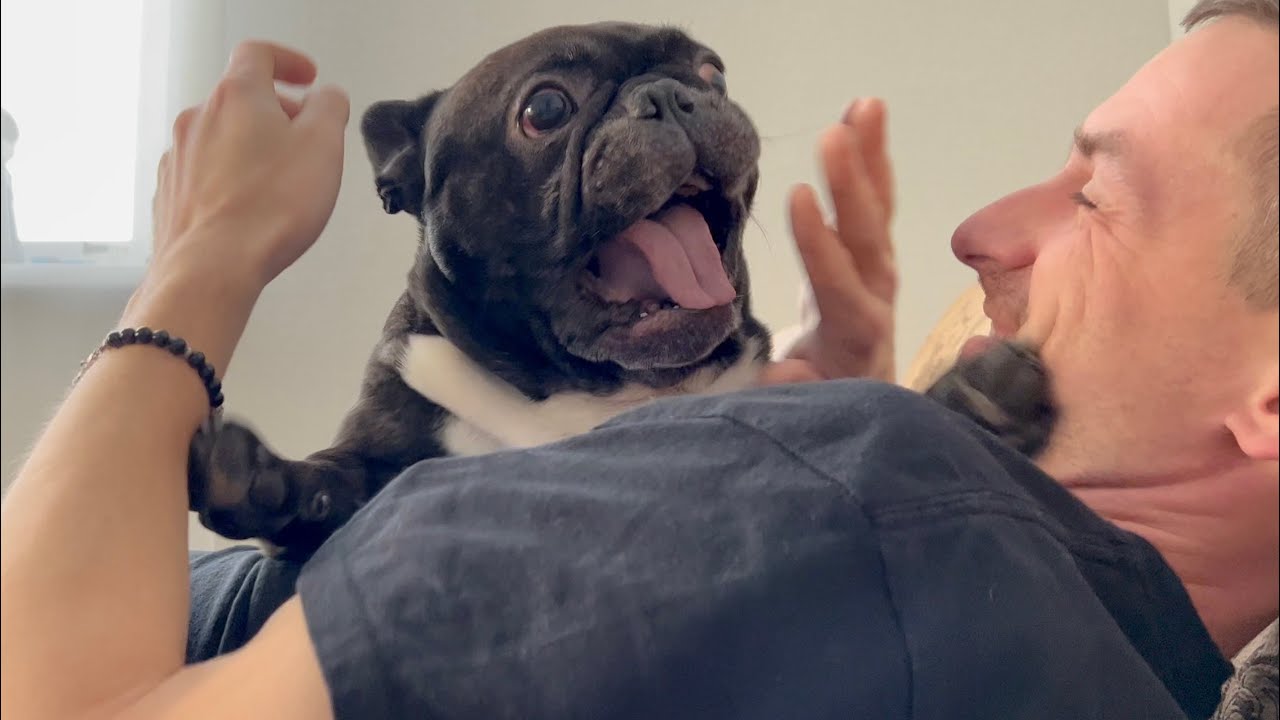 A typical morning with the French bulldog