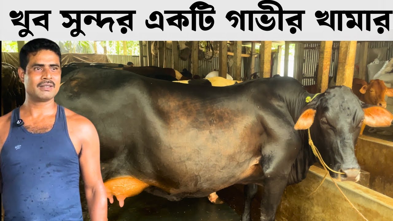 খুব ভালো একটি গাভীর খামার | Best Dairy Farm