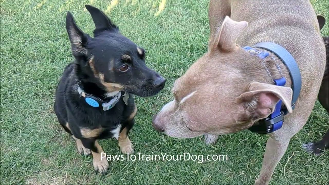 Brisket playing - Paws To Train Your Dog - Phoenix Dog Trainer