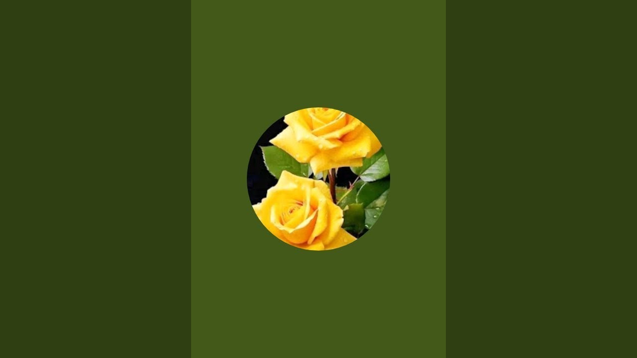 بدأت قناة 