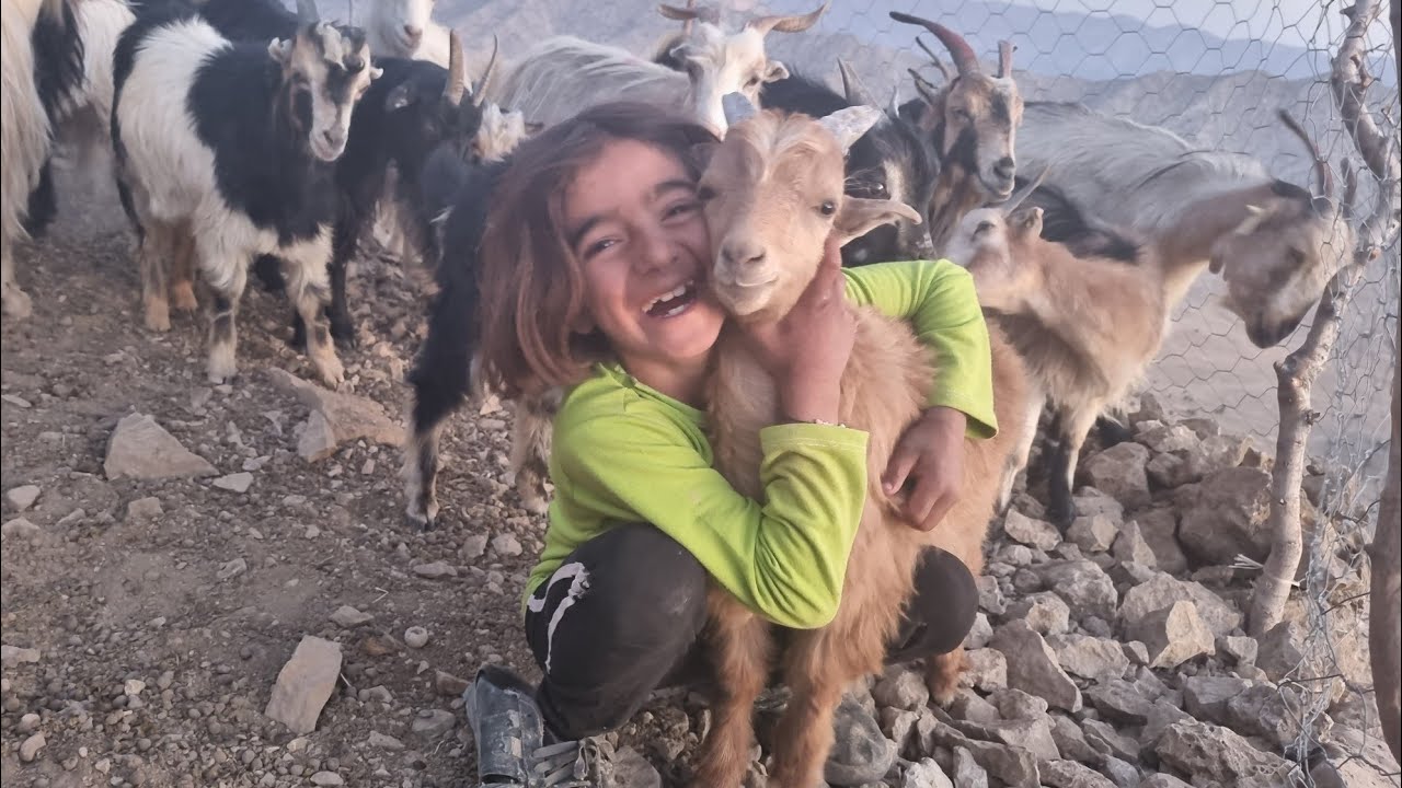 nomadic life:A beautiful garden for sheep in The embrace of the mountains.