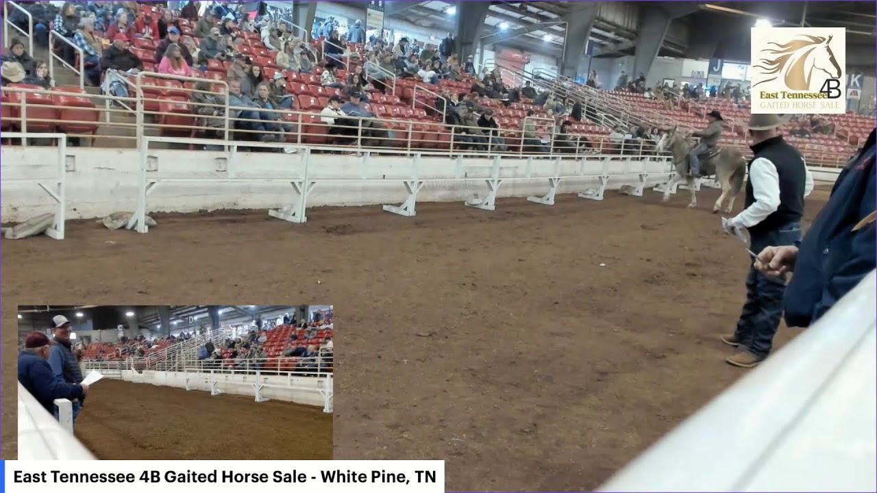 East Tennessee 4B Gaited Horse Sale