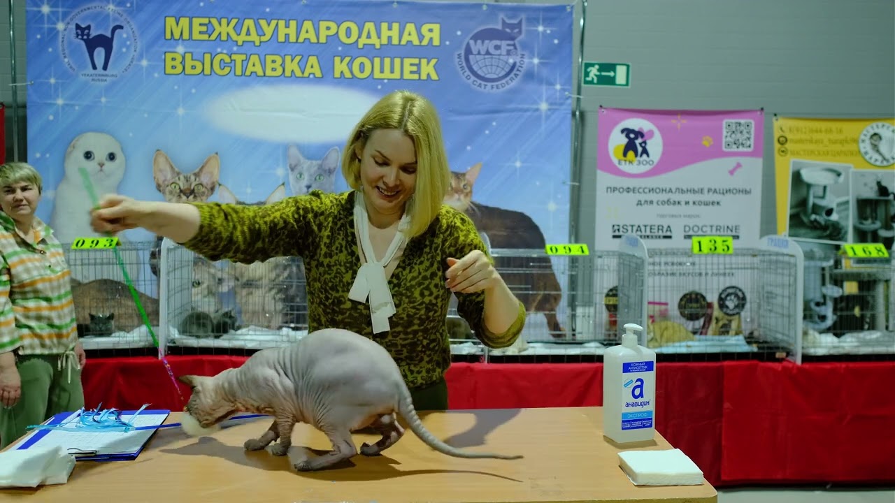 31 марта 2024 года выставка кошек в г. Екатеринбурге УРОФО 