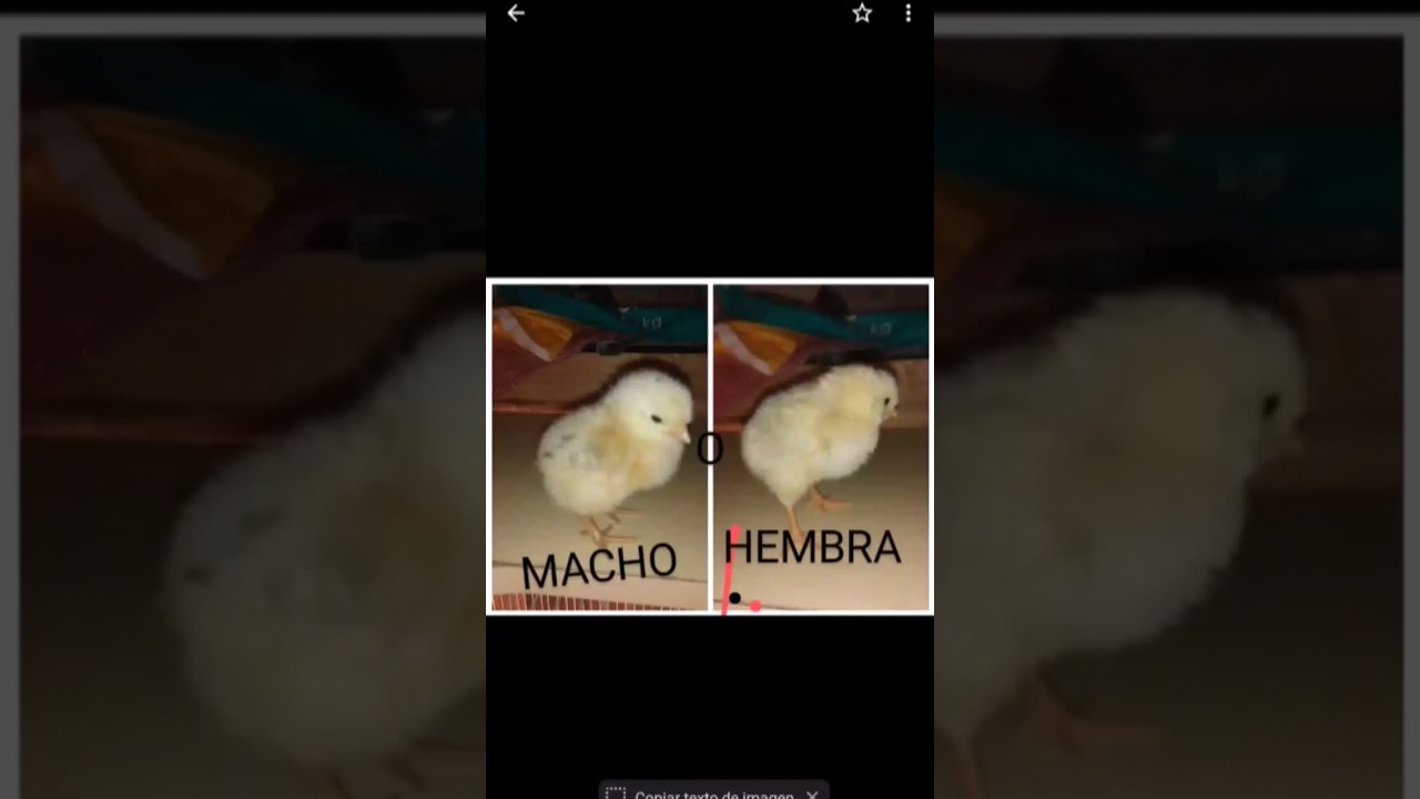 sexado de los pollitos #shorts #chicken #pollos #video #pollitos #sabiasque ?