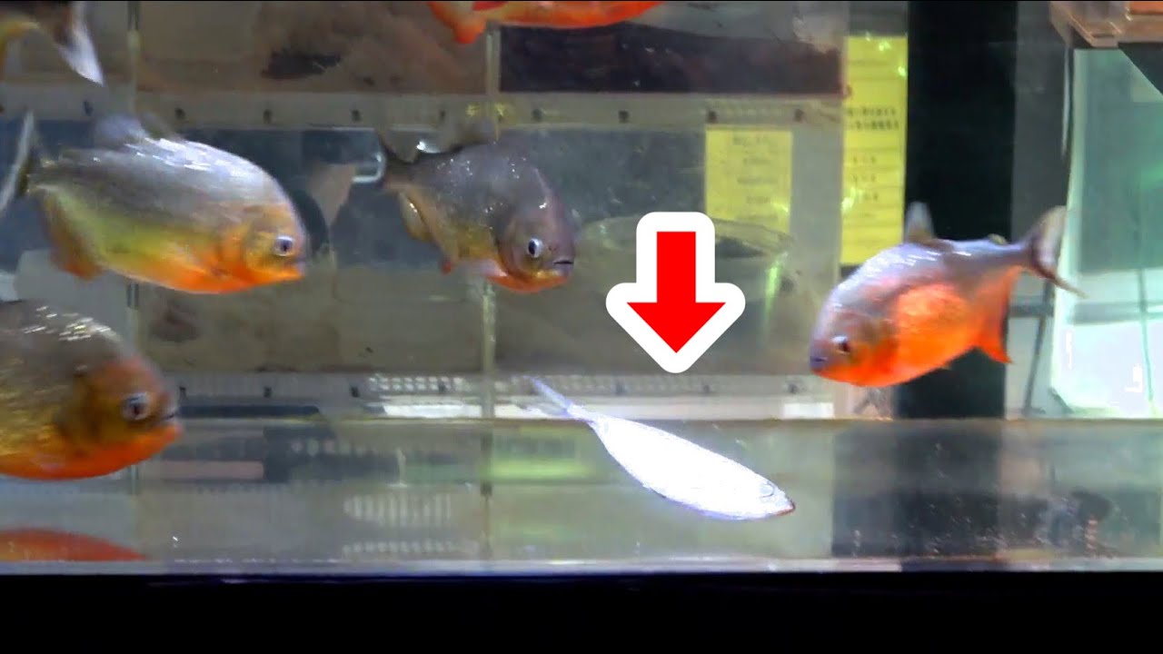 腹ペコのピラニアが群れる水槽に死んだ魚を落とすと・・・