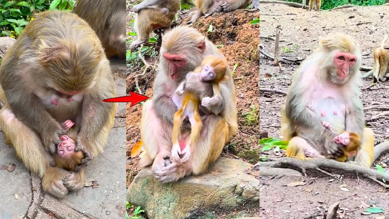 The poor baby monkey did not receive love from its mother since birth