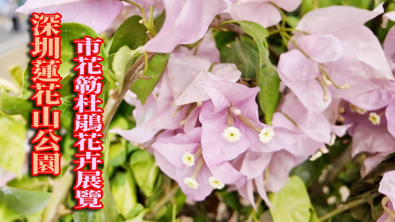 蓮花山簕杜鵑花卉展覽