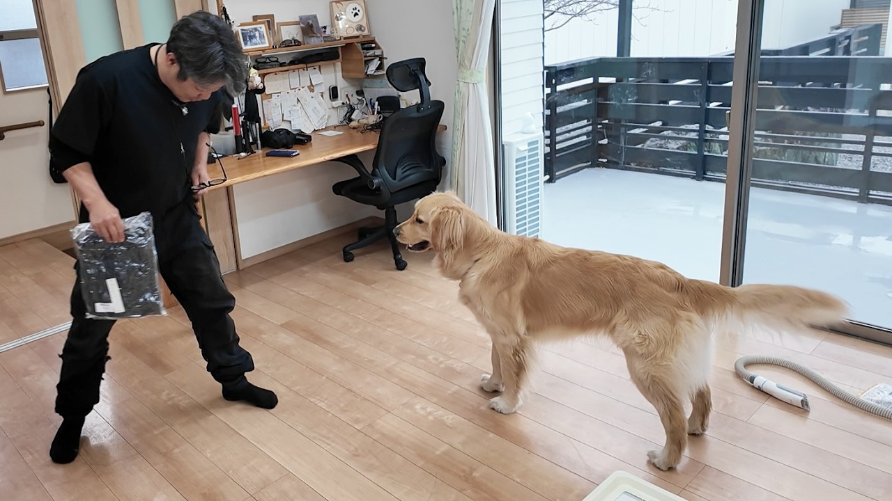 驚くパパ。もしかして！まさか自分のこれも？【Golden Retriever japan】
