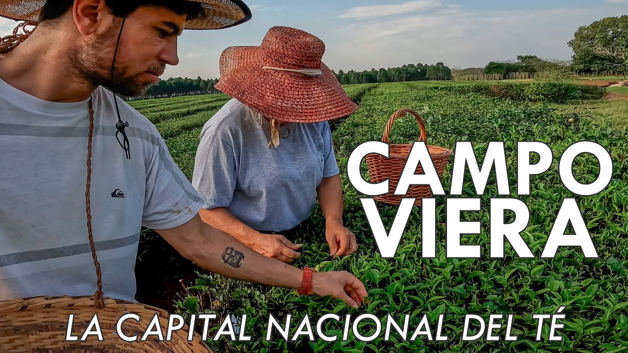 Llegué a la CAPITAL NACIONAL del TÉ | Campo Viera, Misiones