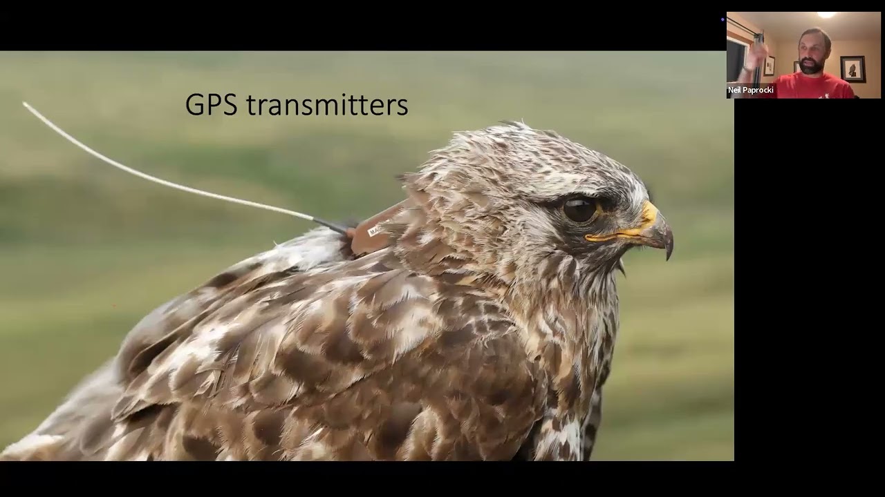 Neil Paprocki - Rough legged Hawks