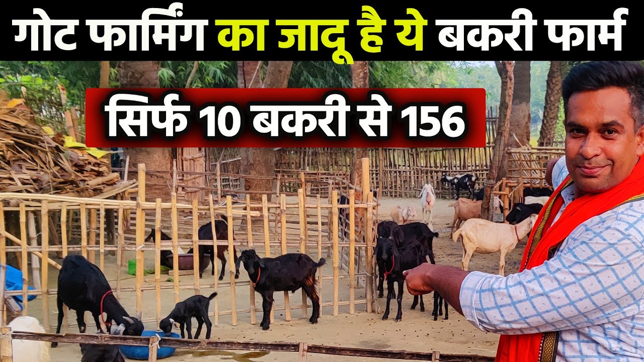 🐐🐐156 में 50 बेचा 50 नुकसान पर GOAT FARMING का जादूगर है GOPALGANJ का ये किसान मात्र 10 बकरी लाया था