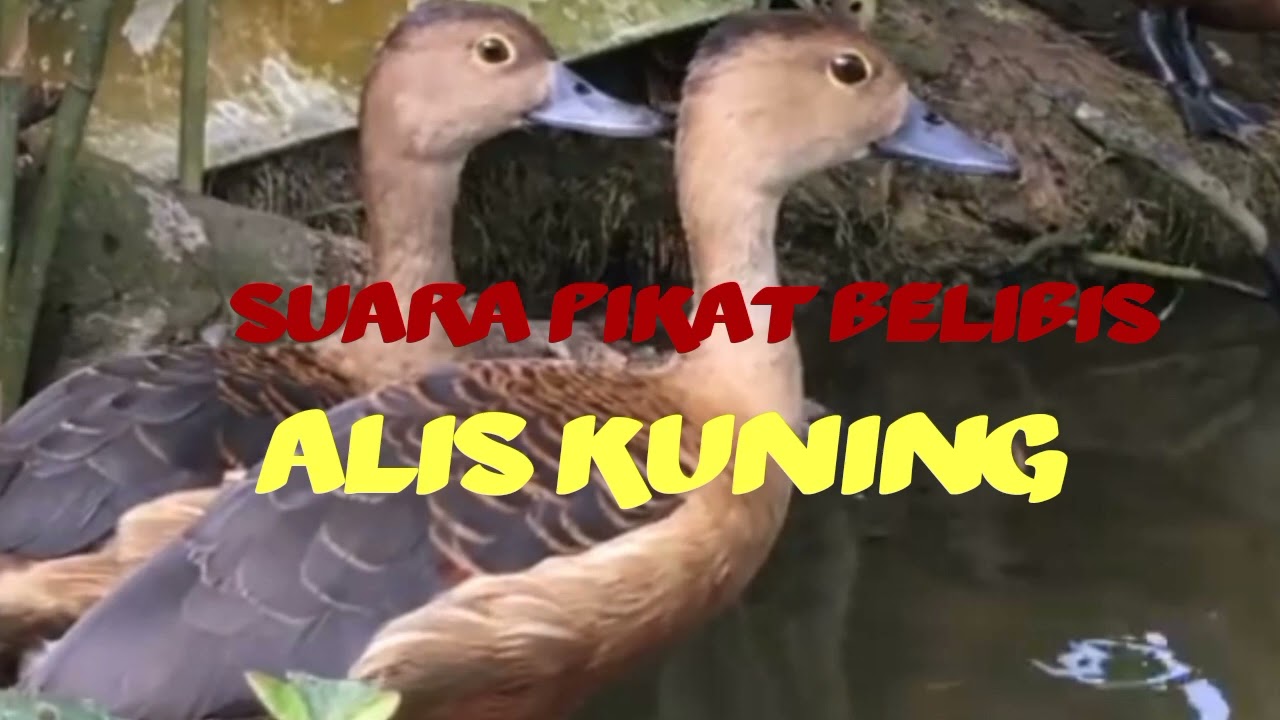 SUARA PIKAT BELIBIS ALIS KUNING