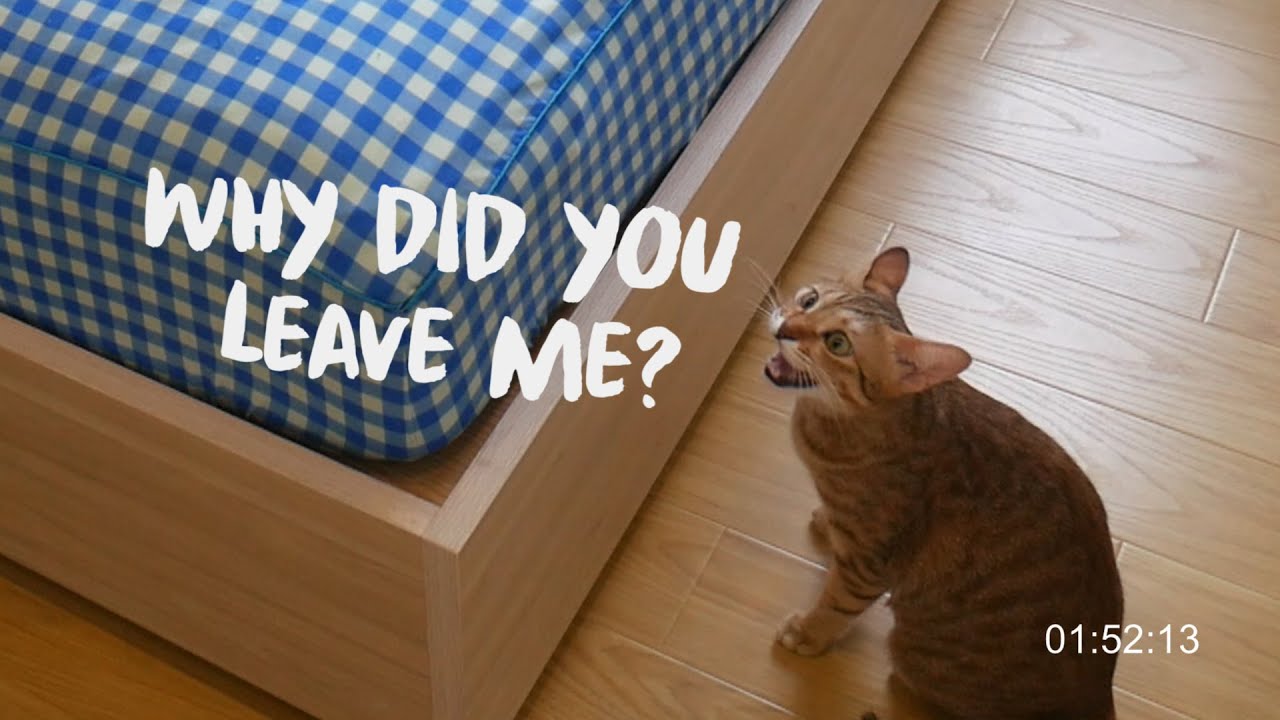What is my cat's attachment style? The strange situation test. she CRIES😭