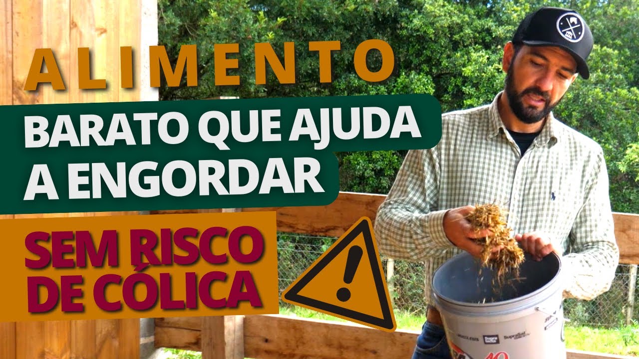 Engorde o seu cavalo gastando pouco! Descubra qual é este alimento