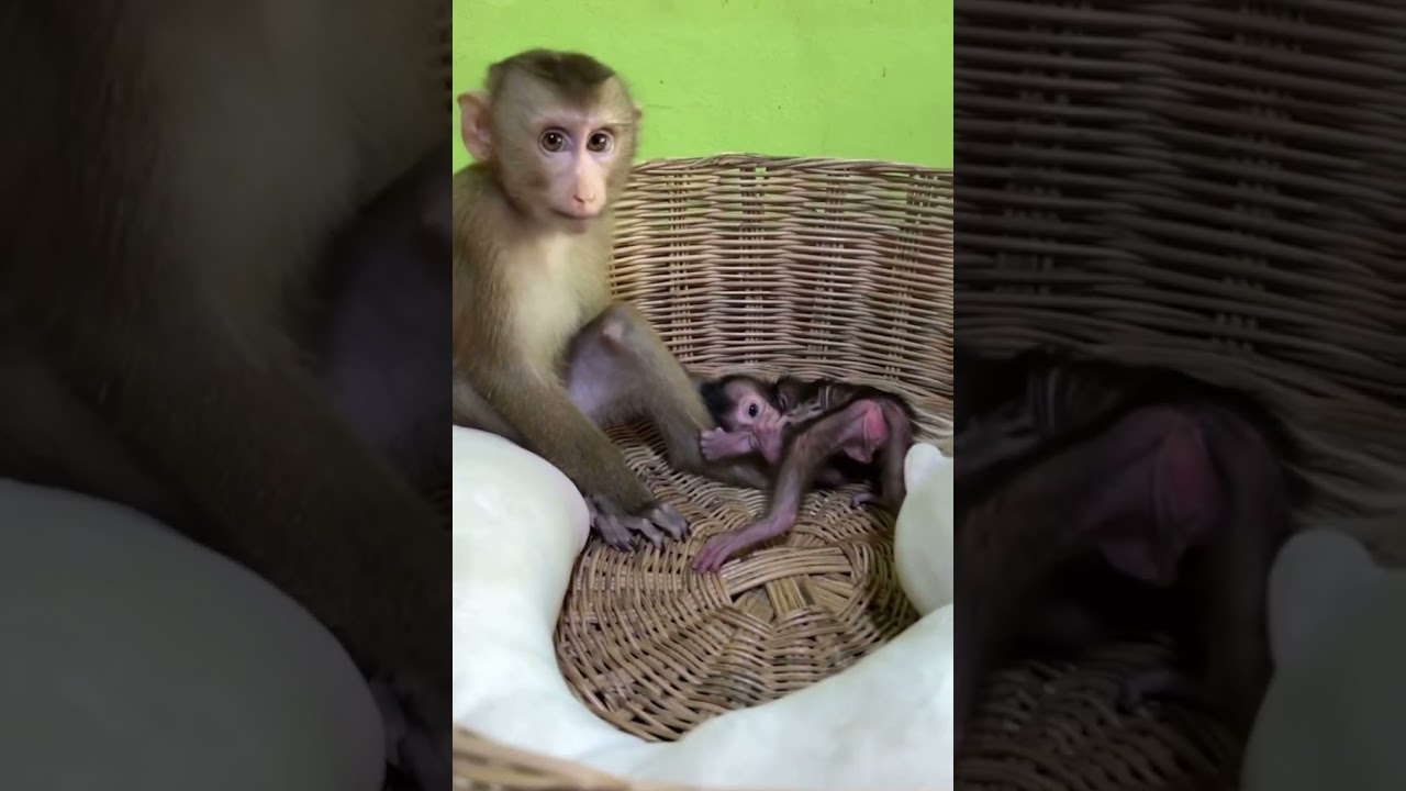 little monkey life🐒