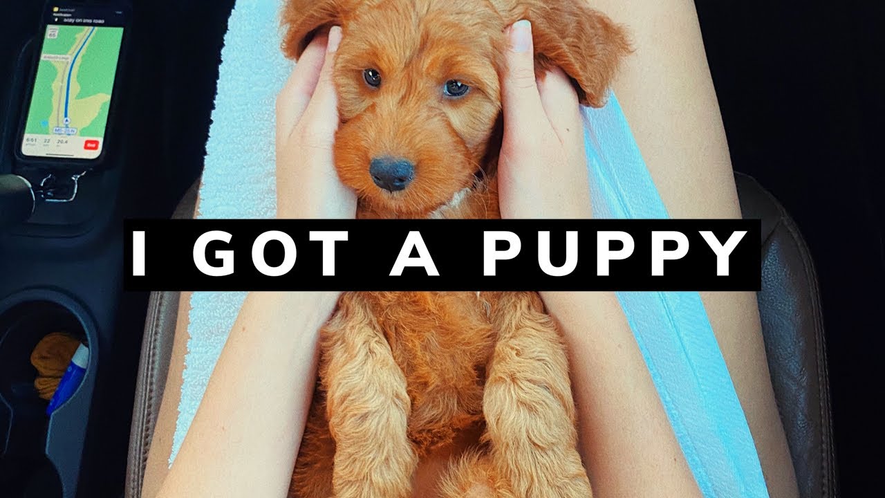 I GOT A PUPPY | picking up my mini goldendoodle!