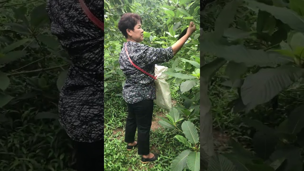 Legacy Kratom farm owner and grower teaches me how to collect kratom from farm predating legalizatio
