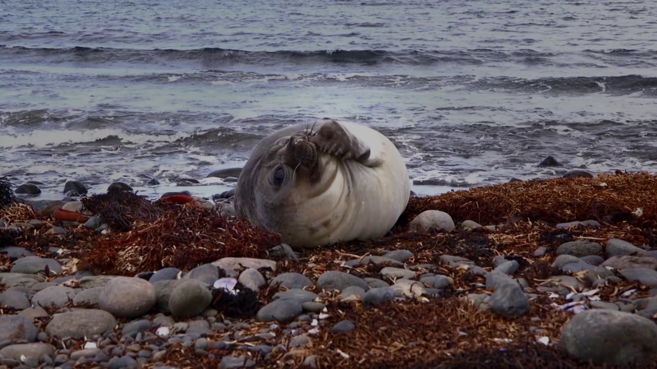 Reportage / Mission océan Austral #5 – Kerguelen, hotspot biologique