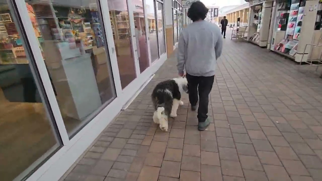 Wrigley - 6 Month Old Sheepadoodle Training