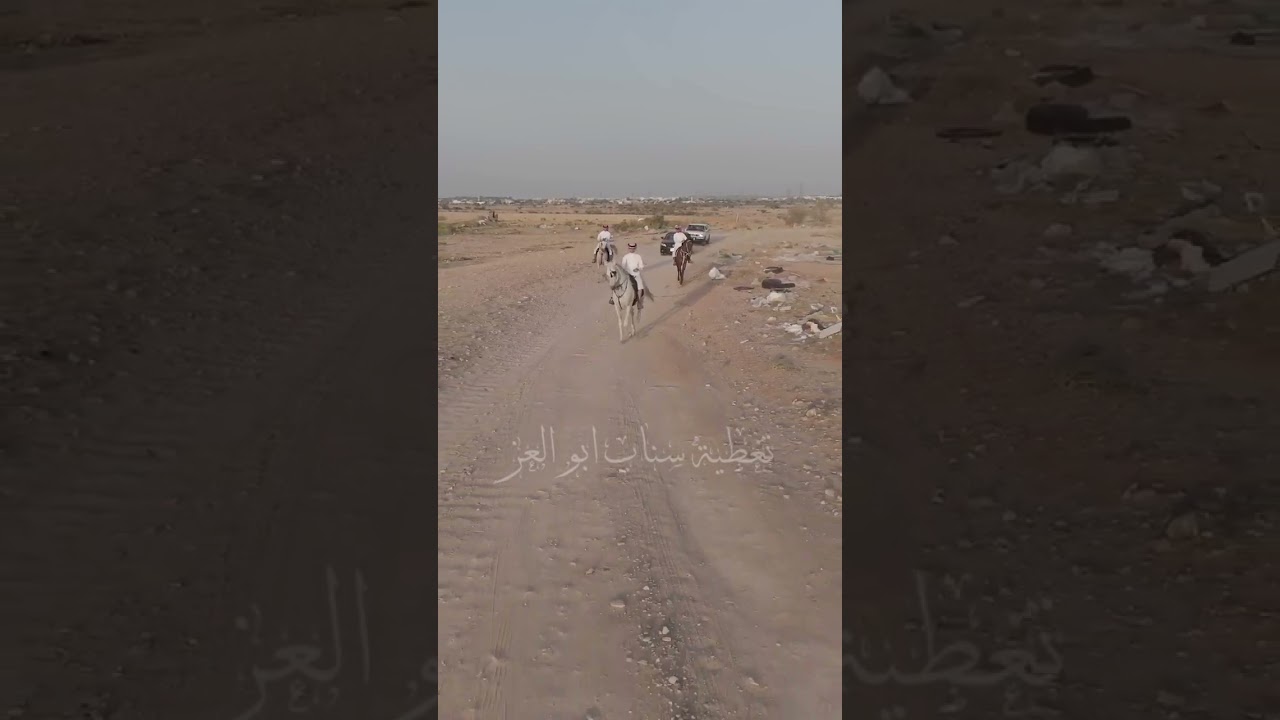 زيارتنا وتغطيتنا لمربط ( شلفا العز ) للمالك : ناصر ابن حمدان الشلوي