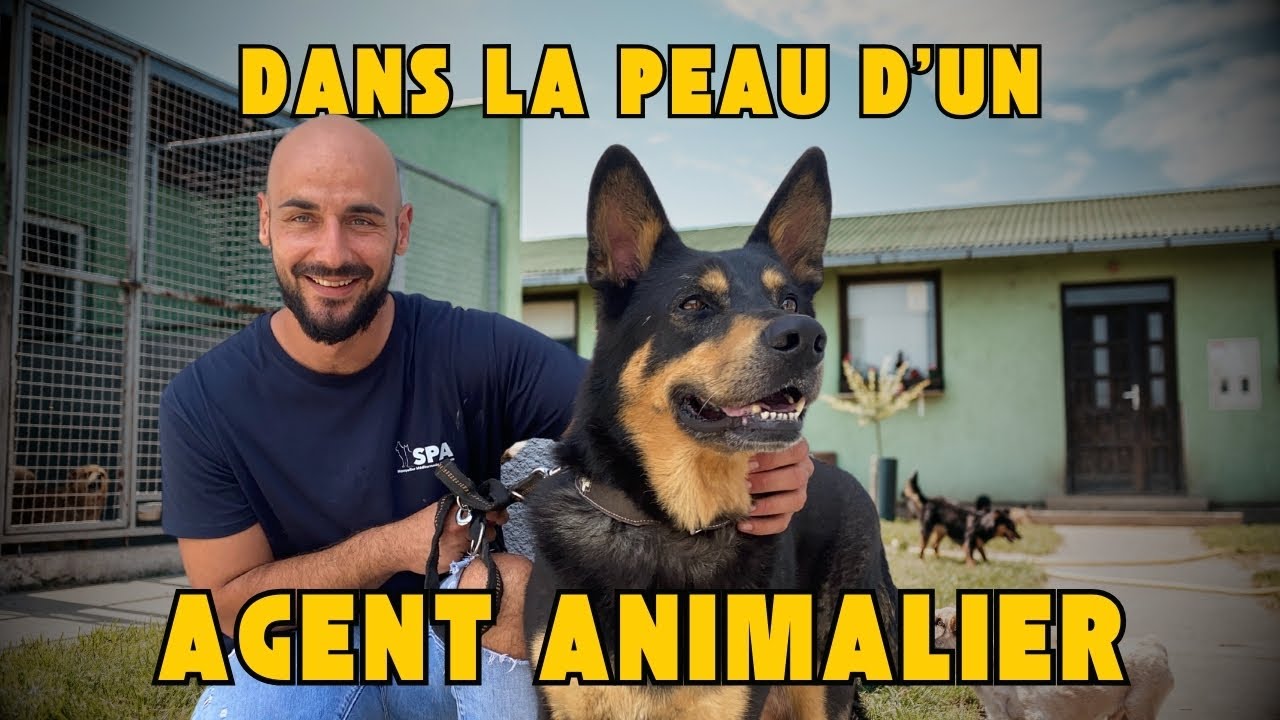 AU COEUR DE LA SPA : IMMERSION DANS LE TRAVAIL D'UN AGENT ANIMALIER.