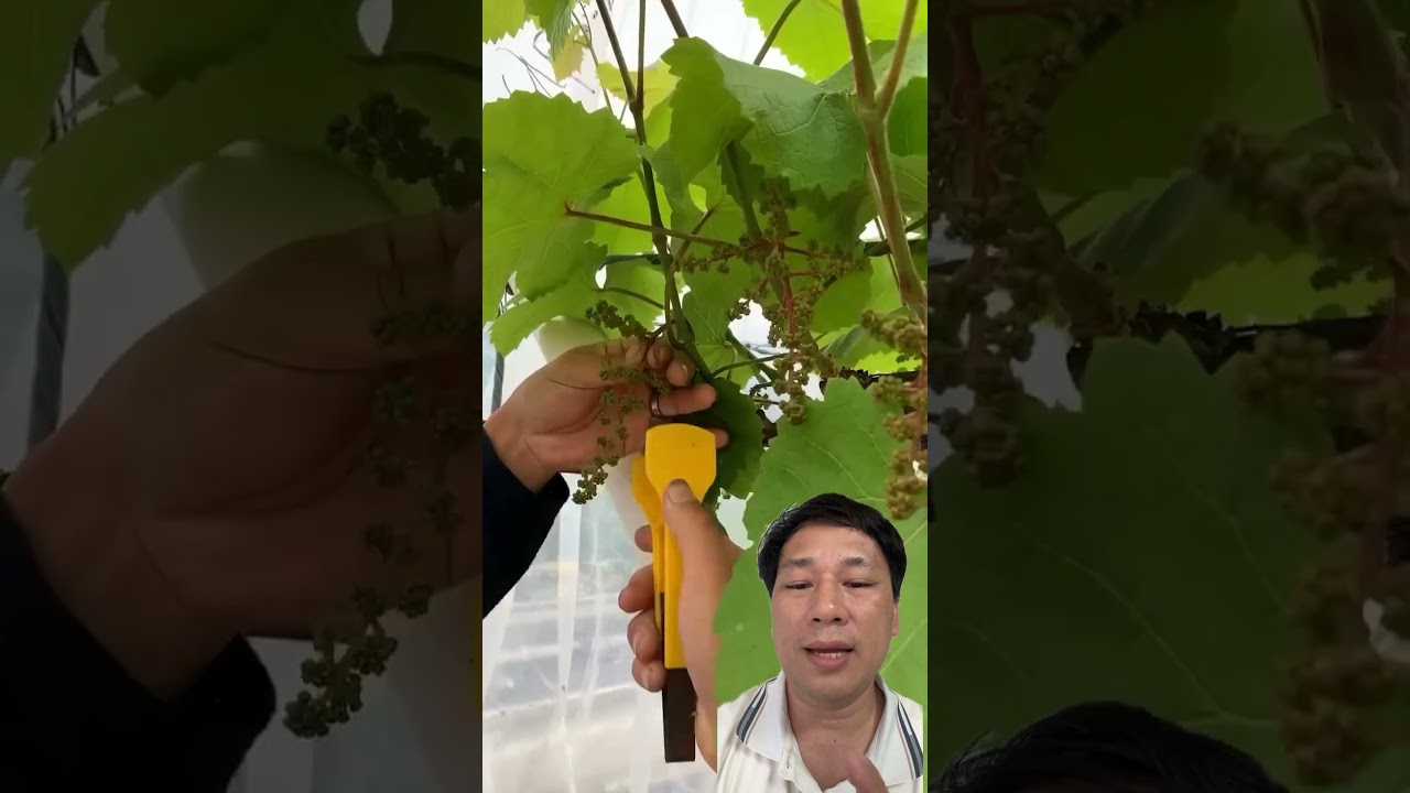 Why Farmers Remove Grapes to Grow Bigger Clusters! 🍇😲 #shorts #farming #agriculture