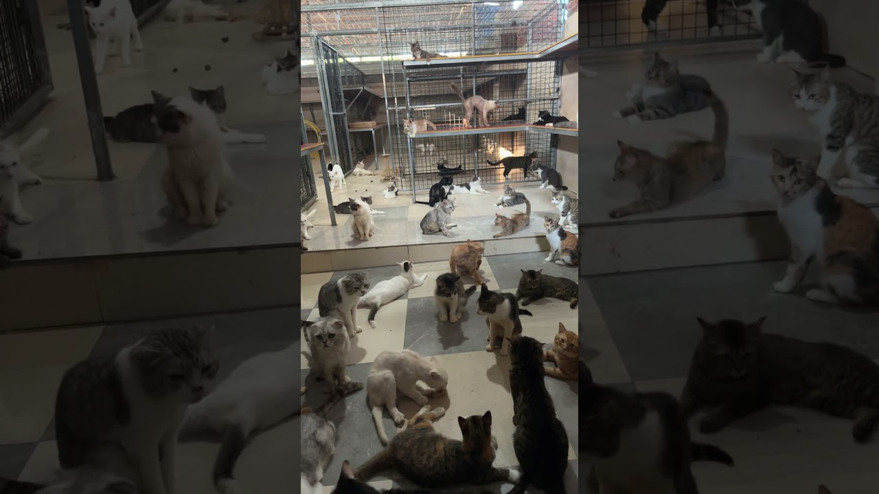 Heartbreaking Stray Cats Rescue in Chongqing Shelter &ndash; Hope for Abandoned Kitties